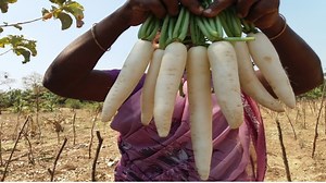 2.1M views · 10K reactions | White Radish Rice Recipe Food Money Food | Village Food Factory | Facebook