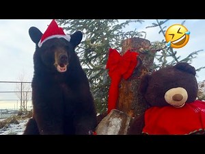 FUNNIEST Bear Compilation | Funny Bears🐻 Funniest Animals Videos | 10 Minutes Best Videos