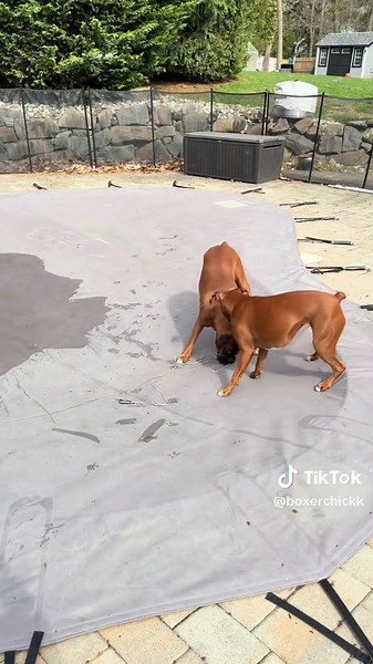 Boxer chic on TikTok