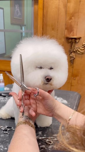 42K views · 5K reactions | Ahhh the magical #bichon what a special breed. I think it’s pretty obvious that I would be a Bichon if I were a dog. | Jess Rona Grooming | Facebook