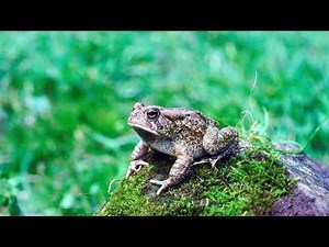 Toad croaking sound