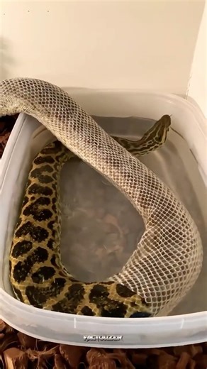 Snakes Remove Their Skin !😱#facts #short