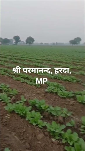 Mustard Interculture Operation