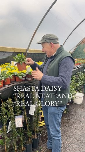 Shasta Daisy Real Neat and Real Glory flower All summer and early autumn. Tough easy to establish and last for years . Planting time is from now,available in webshop https://pergolanurseries.ecwid.com ALL IRELAND DELIVERY 🚚 (32 Counties) Pergola Nurseries Garden Corner, Virginia Co Cavan A gardeners oasis of mom | Pergola Nurseries Garden Corner