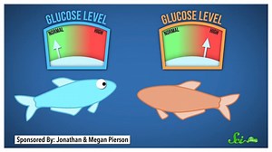 5.6K views · 44 reactions | These fish have all the markings of being diabetic, and yet they're super healthy! Learn more about it in this week's SciShow News: https://www.youtube.com/watch?v=mMFQosLwZnU | SciShow | Facebook