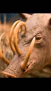 You’re looking at the Babirusa, also known as the deer pig of Indonesia.And yes, those tusks really grow through the top of its snout and curve backward toward its skull. They’re actually upper canine teeth that erupt through the skin. In some cases, if they’re not worn down or broken, the tusks can grow long enough to pierce the animal’s own skull. Why? Evolution isn't always elegant. Scientists believe the tusks are used for display in mating rituals rather than combat—think of them more as st