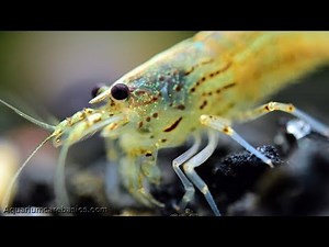 Freshwater Shrimp Can Be Great Additions To A Tank - Video