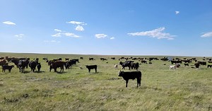 Beef Market Update: Fed cattle prices steady, live cattle movement surprises in latest report