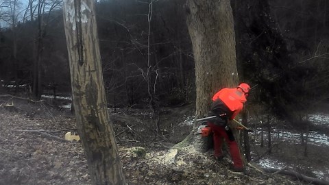 Handling Maple Timber With Careful Wedge Use