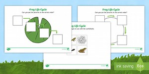 Frog Life Cycle Worksheet
