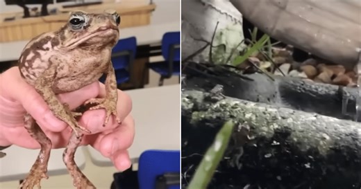 Dangerous Toxic Toads Are Invading Local Neighborhoods And It Has Pet Parents Worried