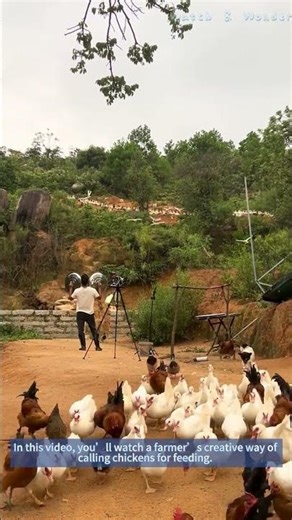 [Farm Life] Unique Way to Call Chickens for Feeding – Farmer’s Trick