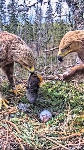 #eagle #nature #nest #birds #birdofprey #animals #wildlife