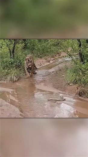 Tiger Confronts Deadly Cobra