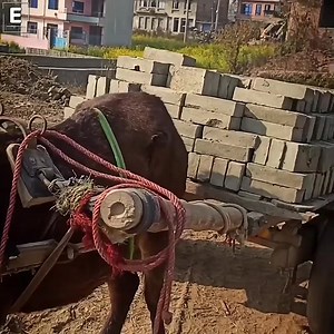 Who will feel the pain of how difficult it is for them 💔🥺 | Endless pain