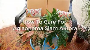 2.4K views · 87 reactions | Aglaonema Siam Aurora, aka Red Agalonema or Red Chinese Evergreen, is a beautiful, easy-care houseplant. Find care tips to keep this jazzy beauty healthy and strong. MORE CARE TIPS: https://www.joyusgarden.com/aglaonema-siam-aurora-care/ | Joy Us | Facebook