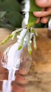Como salvar sua orquídea de maneira fácil | Jozan.s.s