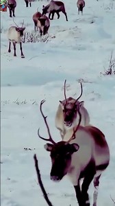 Reindeer #shorts #dailylifeshorts #nature
