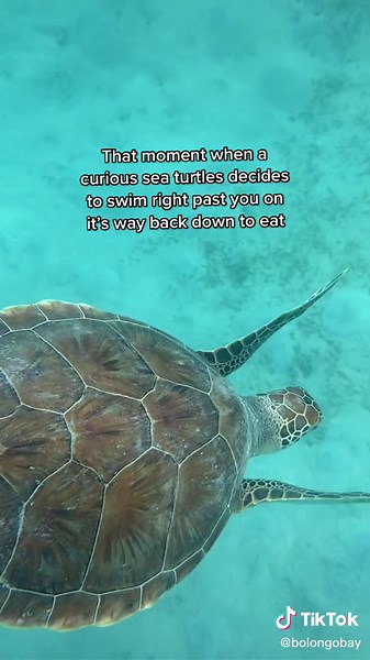 Magens Bay Sea Turtles Encounter | Travel TikTok