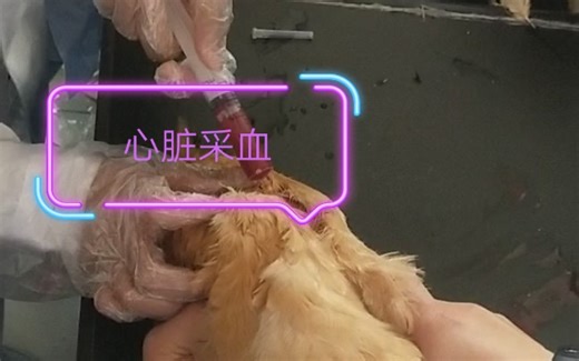 分享｜鸡如何心脏采血