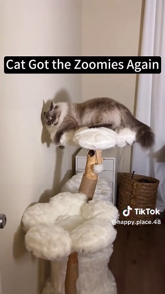 When the cat gets the zoomies 😂😋😎😝😨😭#zoomies#catmom #cattok #crazycat #catbehavior #catlife#fyp #foryou #catsoftiktok #zoomiescat