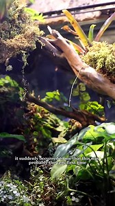 65K views · 1.5K reactions | Ants VS Axolotl #antscanada #antloveforever #axolotl #ACfamily #ants | AntsCanada | Facebook