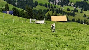 Happy Cow Calf Running in the Alps with Bells Audio Stock Footage - Video of countryside, animals: 332036006