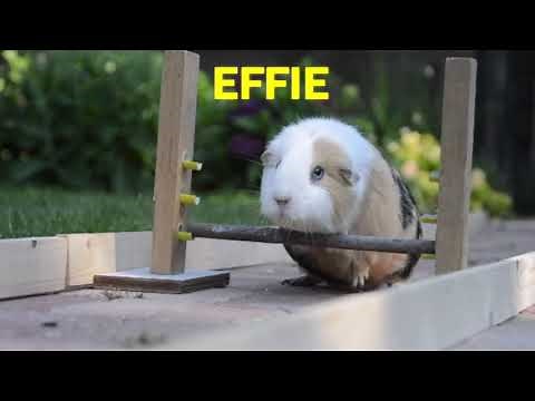 Guinea Pig Olympics 1 Hour - Parry Gripp