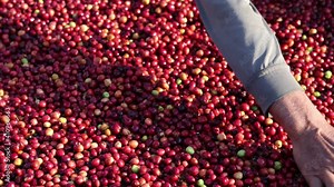 Cultivation of coffee, harvesting coffee beans from the plant