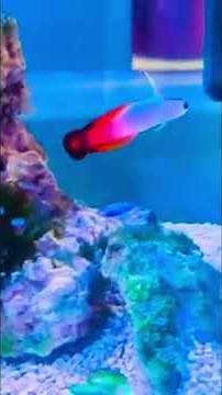 🔥🐠 Firefish Goby – The Ocean’s Colorful Dartfish Superstar 🌊✨