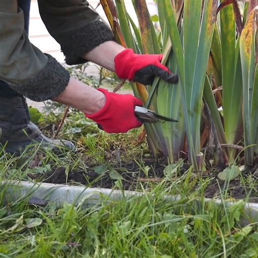 1.9M views · 9.2K reactions | Here's a guide on the best time to cut back Iris! | Garden Lovers Club | Facebook