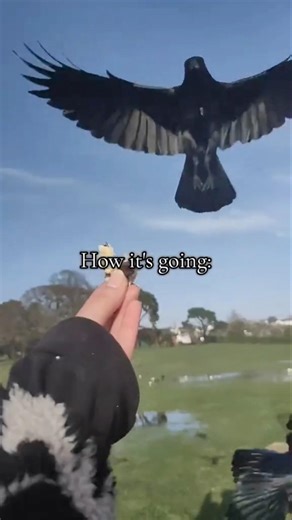 When Crows Choose Huamns... This happens #shorts #funny #foryou
