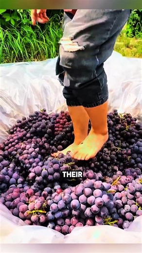 Why are grapes still crushed with feet despite machines?