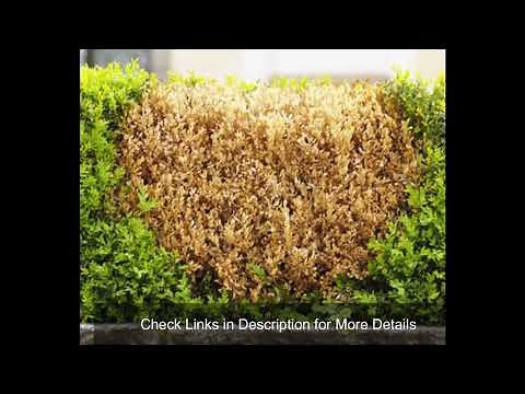Golden Mop Cypress Turning Brown? - Here is the Solution
