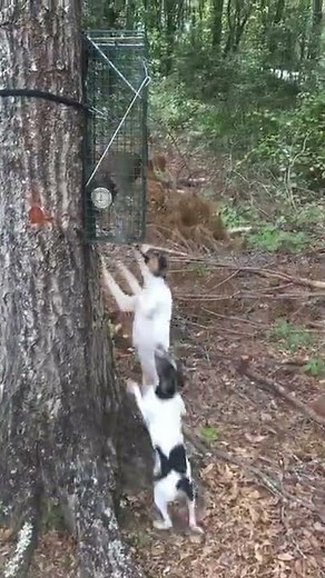 Squirrel Dog, Mountain Feist Pup Training,
