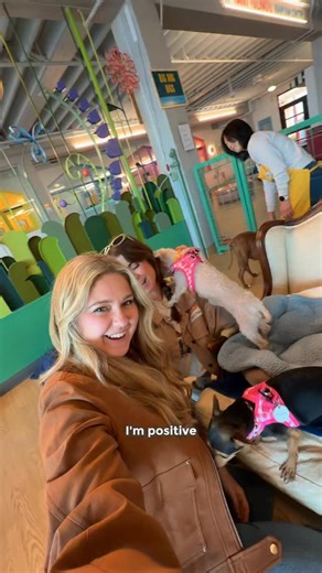 Payton Cavin | Austin, TX Travel Creator on Instagram: "Say hello to the cutest pups in San Fran. 🐶 Lord knows we could all use some puppy cuddles right now- I left here with such a full heart and almost a 4th chihuahua. 🥹 @muttville is the most special shelter helping make fur-ever homes possible for senior dogs in the Bay Area. You can donate to their cause and they are accepting visitors Tuesday to Sunday approx 11:00 am- 4:00 pm. More than anything they need their mission SHARED. 💛 📍Mutt