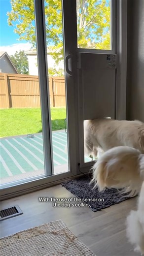 Luxury for Pets: Leo & Louie’s Smart Door Upgrade 🐾✨ | The WiFi Power Pet Door 🚪Where style meets smart pet care. Meet Leo & Louie — two golden retrievers living their best life with the High Tech Pet WiFi Power Pet Door. This isn’t your average dog door — it’s fully motorized, WiFi-connected, and app-controlled. With adjustable sensor ranges, custom schedules, and real-time notifications, you stay in control while your pets enjoy complete freedom. Quiet, sleek, and built for modern homes — co
