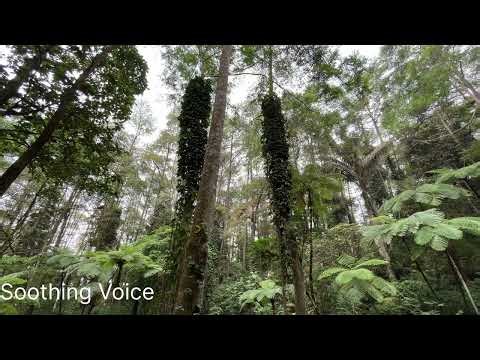 Peacefull Pine Forest: Nature Sounds for Relaxation