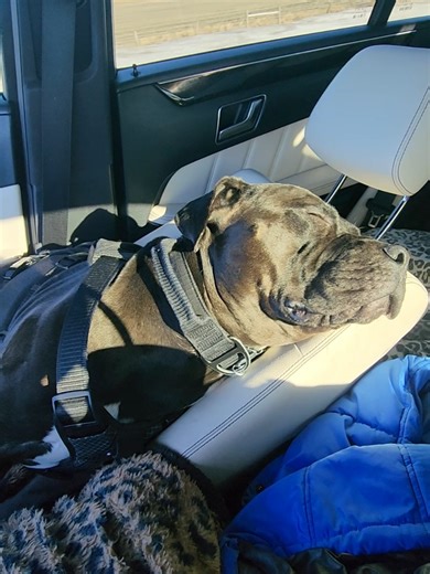 #DogsArentBabies #DogNotHuman #LetDogsBeDogs #RealDogLife #fyp