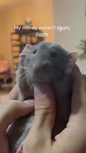 Rat Pets and Memes Compilation