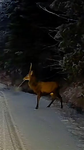 Quando prendo il Syncro per fare un giretto nella fresca! #camperista #vanlife