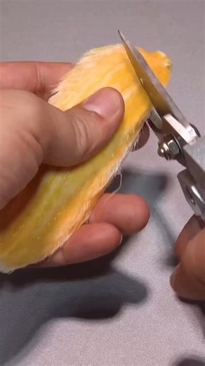 Mango seed new life 🥭 #plants #gardening #growing #newlife #amazing | Portnoo Market Garden