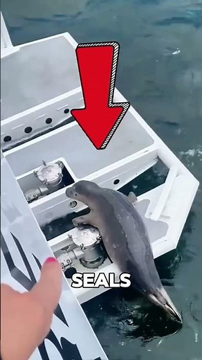 Why Do Seals Jump on Boats?