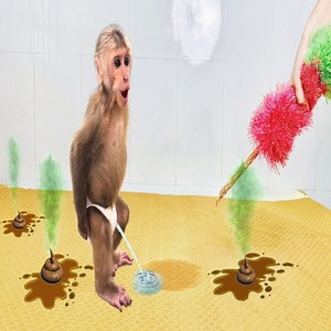 Funny disaster🤣Mynu was severely punished Mom for poops everywhere! #Mynu #Monkey | LaLa Monkey