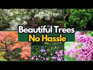 10 Dwarf Trees That Instantly Beautify Your Yard All Year Round!