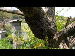One Queen, 10,000 Followers: Inside a Japanese Honey Bee Swarm