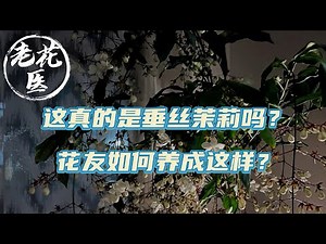 【寄养垂丝茉莉】花友寄养垂丝茉莉！这真的是垂丝茉莉吗？花友如何养成这样？ Rescue Weeping Jasmine.