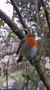 122K views · 22K reactions | A beautiful Robin red breast chilling in the tree beside the stream 李 | The Robin Whisperer | Facebook