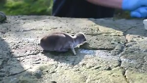35K views · 854 reactions | Meet Wotsit, Quaver, Frazzle and Cheeto... the new baby Humboldt #penguins born at Chester Zoo... we think the staff like crisps too much! | BBC Breakfast | Facebook