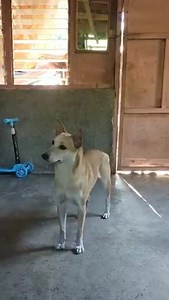 10M views · 555K reactions | Hi, netizens! Ako po si Barako  ...